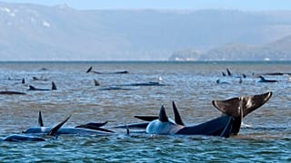 Pilot whales lie stranded on a sand bar near Strahan, Australia, on Monday, September 21, 2020.