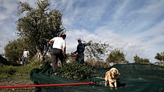 Σοδειά ελιάς στην Ελλάδα