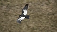 Un cóndor vuela en un parque natural de Ecuador