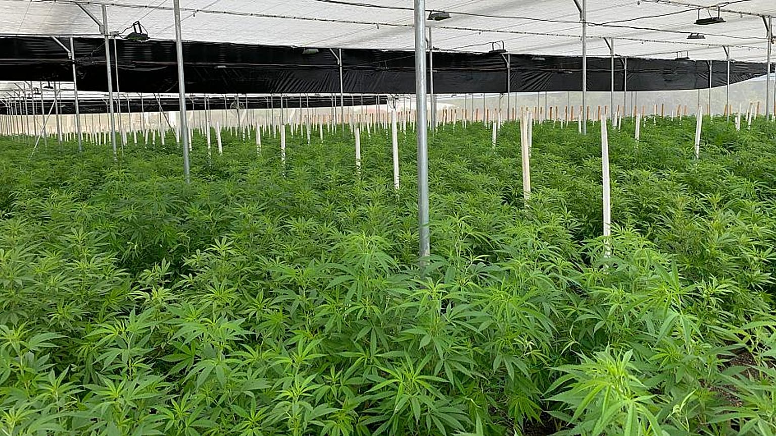 Culture de cannabis