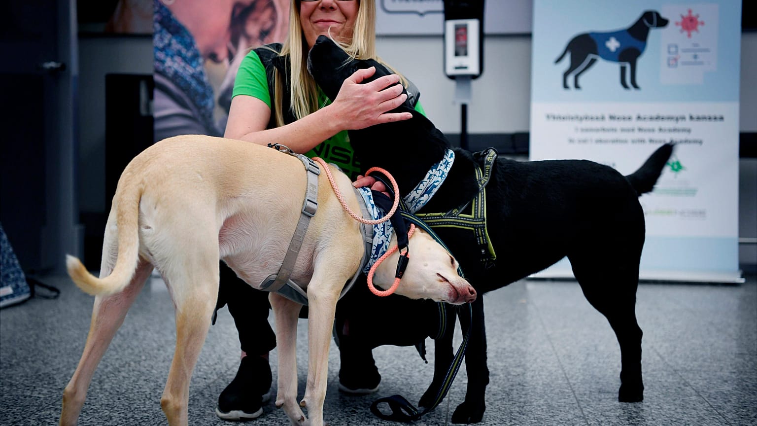 Sniffer dogs at the Helsinki airport in Vantaa, Finland