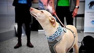 Sniffer dog K'ssi at the Helsinki airport in Vantaa, Finland, Wednesday Sept. 22, 2020. 
