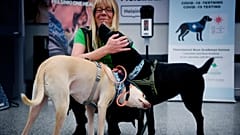 Finlandiya'da havalimanında eğitimli köpekler Covid-19 taraması yapıyor