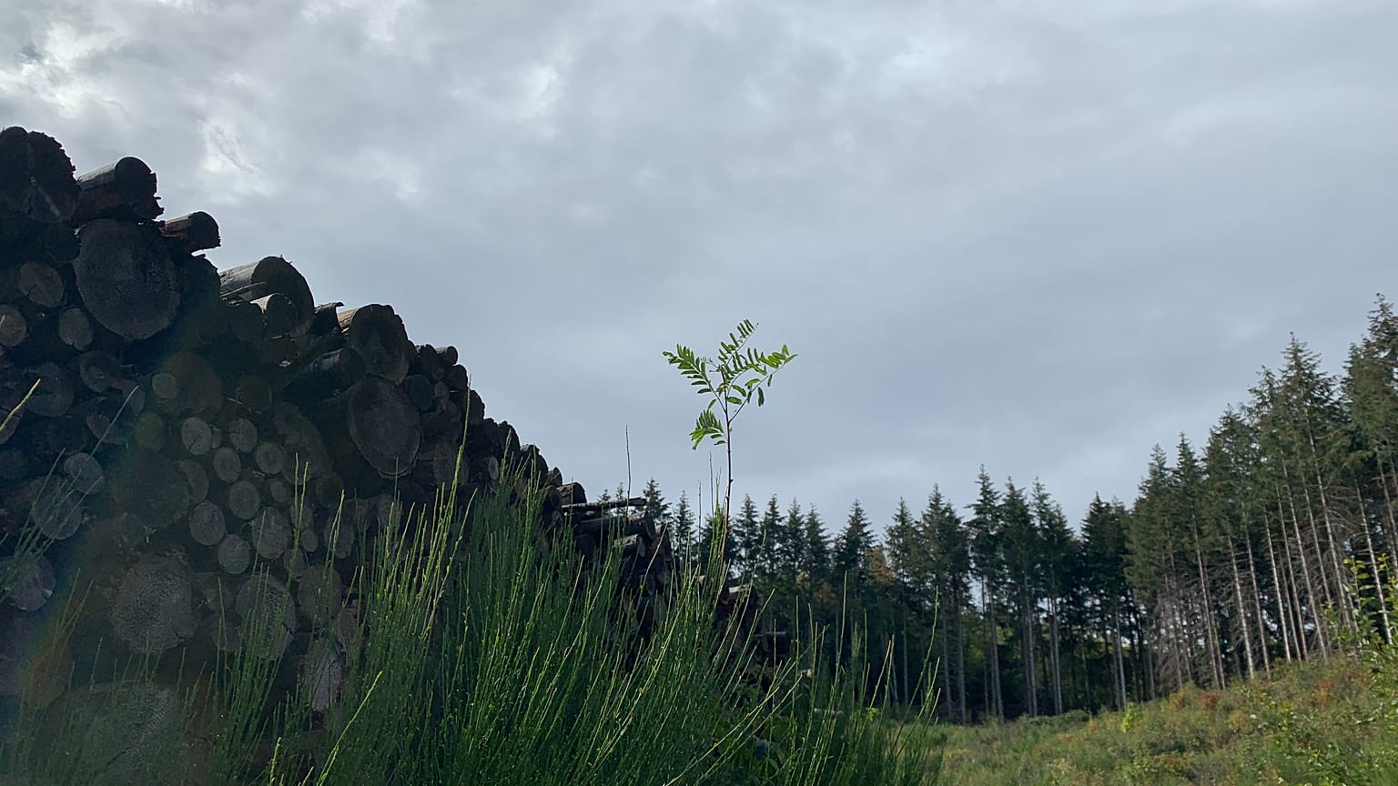 Planter des arbres pour compenser les émissions en CO2 des vols en avion, est-ce efficace ?