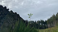 Planter des arbres pour compenser les émissions en CO2 des vols en avion, est-ce efficace ?