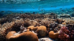 Red Sea coral