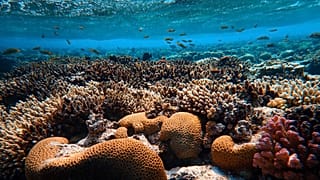 Red Sea coral