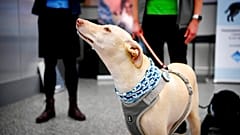 Spurhund am Flughafen Helsinki, 22.9.2020