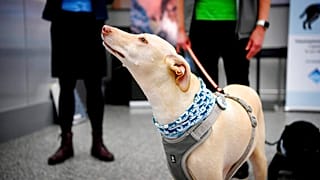 Sniffer dogs test travellers for coronavirus at Helsinki airport