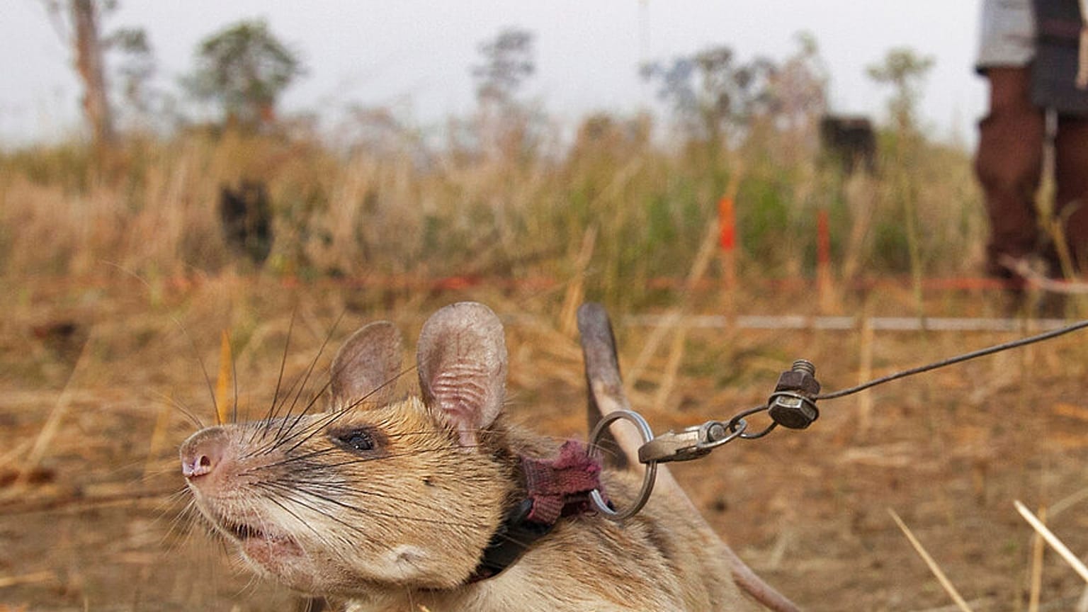 Magawa, eine Riesenhamsterratte, bei der Arbeit in Siem, Kambodscha