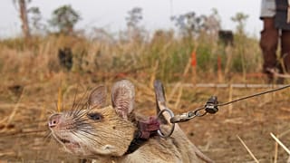 Magawa, eine Riesenhamsterratte, bei der Arbeit in Siem, Kambodscha