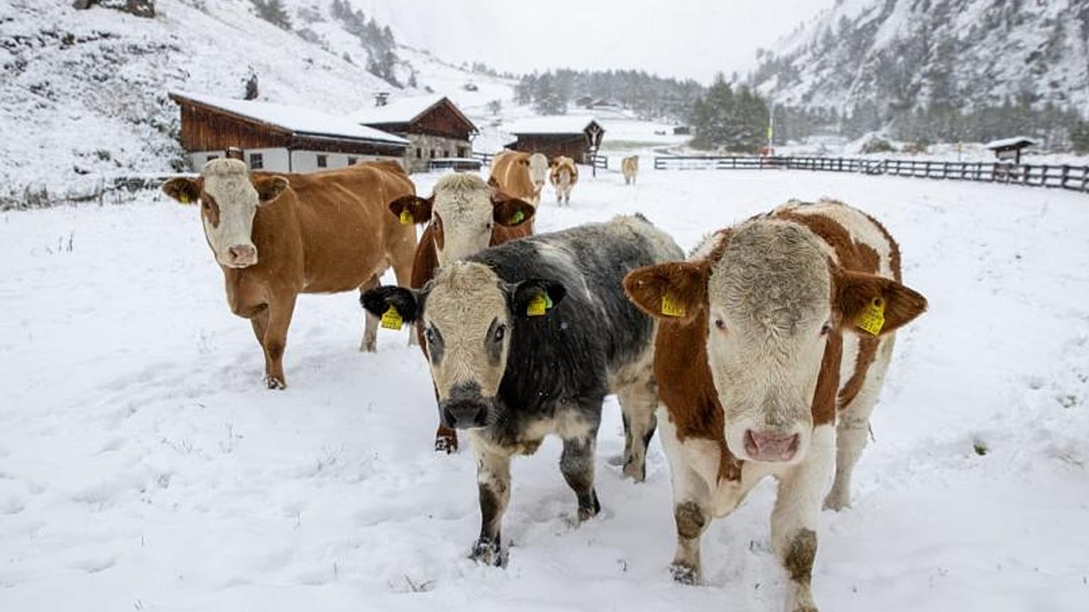 Kühe in Österreich