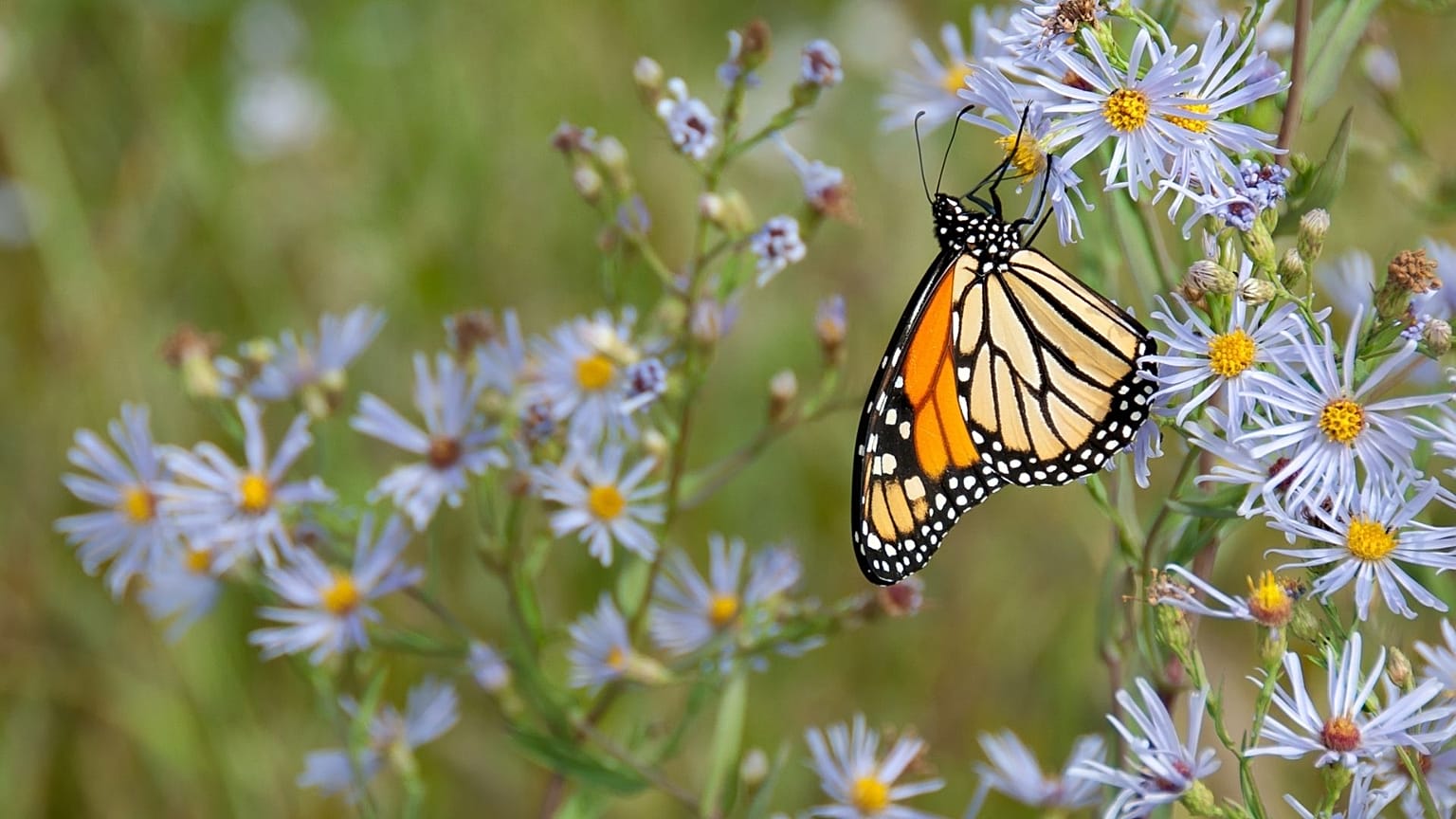 Butterfly populations are on the decline 