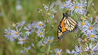 Butterfly populations are on the decline