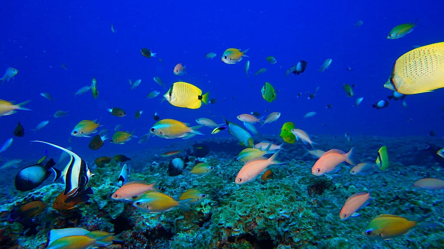 NOAA: halak úszkálnak egy Hawaii-szigeteknél található korallzátony közelében  