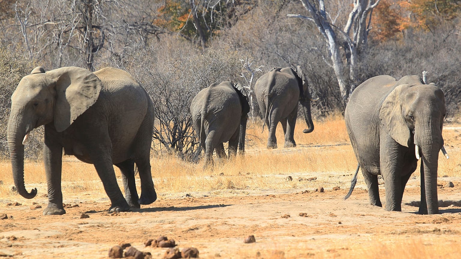 Zimbabve'de son bir ayda 34 fil ölümü yaşandı