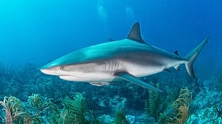 Shark squalene could be used in Covid-19 vaccine
