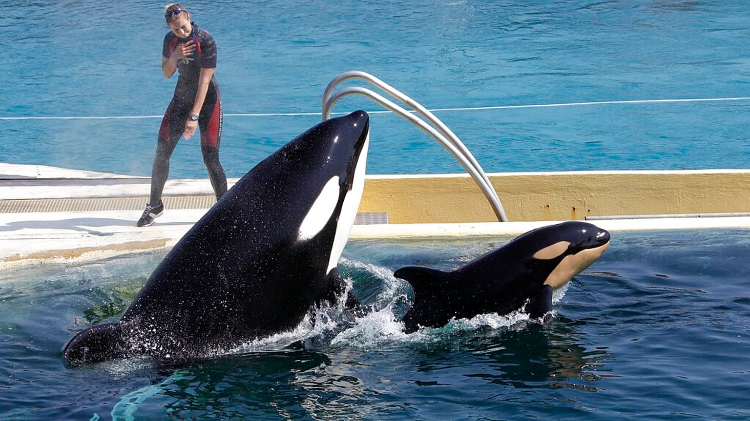 Espectáculo en el delfinario francés de Marineland