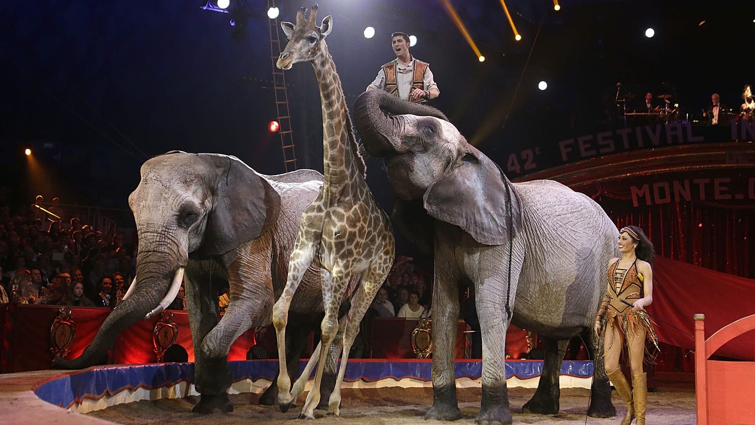 Photo d'illustration : des animaux sauvages sur la piste du 42e festival international du cirque de Monte-Carlo, le 23 janvier 2018
