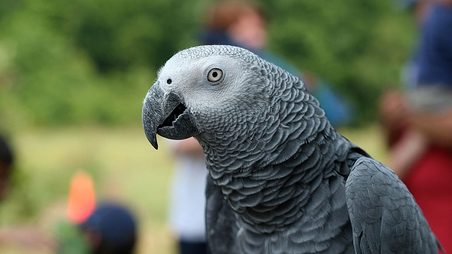 Graupapagei (Psittacus erithacus erithacus)