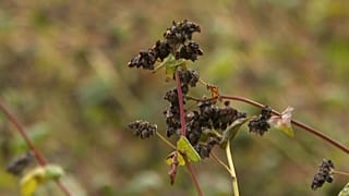 Sarrasin cultivé en Bretagne