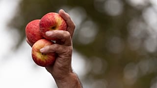 Итальянские пестициды обнаружены в швейцарском заповеднике