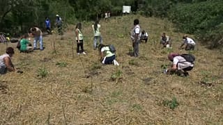 Waldwiederaufforstung bei Rio de Janeiro