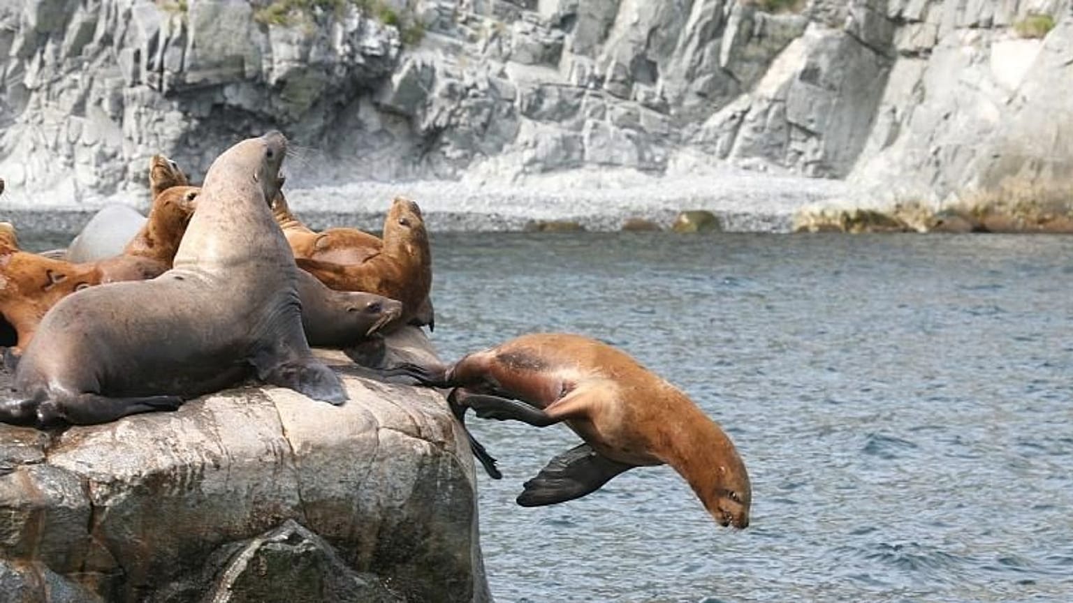 FILE - Sea lions on the Kamtchatka peninsula in eastern Russia.