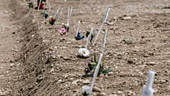 White crosses delimiting the areas for new burials are scattered at the Maggiore cemetery in Milan, Italy, Friday, May 8, 2020.