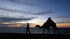 Верблюды - неотъемлемая часть культуры Саудовской Аравии.