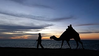Верблюды - неотъемлемая часть культуры Саудовской Аравии.