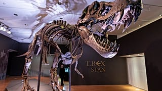 Dinozor iskeleti açık artırmada 31.8 milyon dolara satıldı 