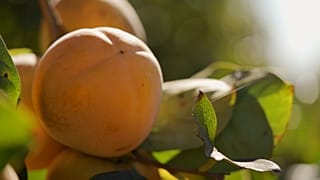 Exploring Valencia's abundant - and special - fruits and vegetables