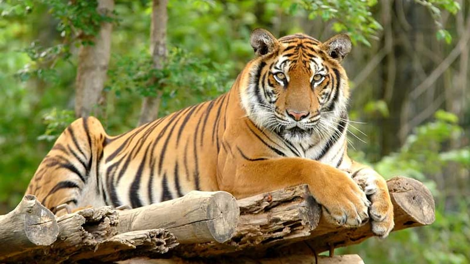 Bengal Kaplanı