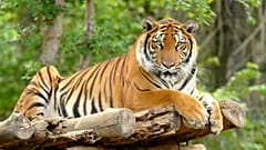 Bengal Kaplanı