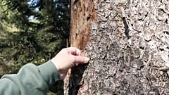 Plaga de escarabajos en Alemania