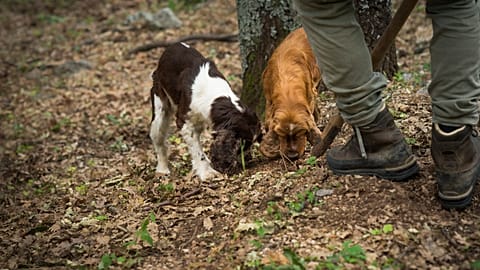 Two dogs sniffing and digging out truffles in the woods 