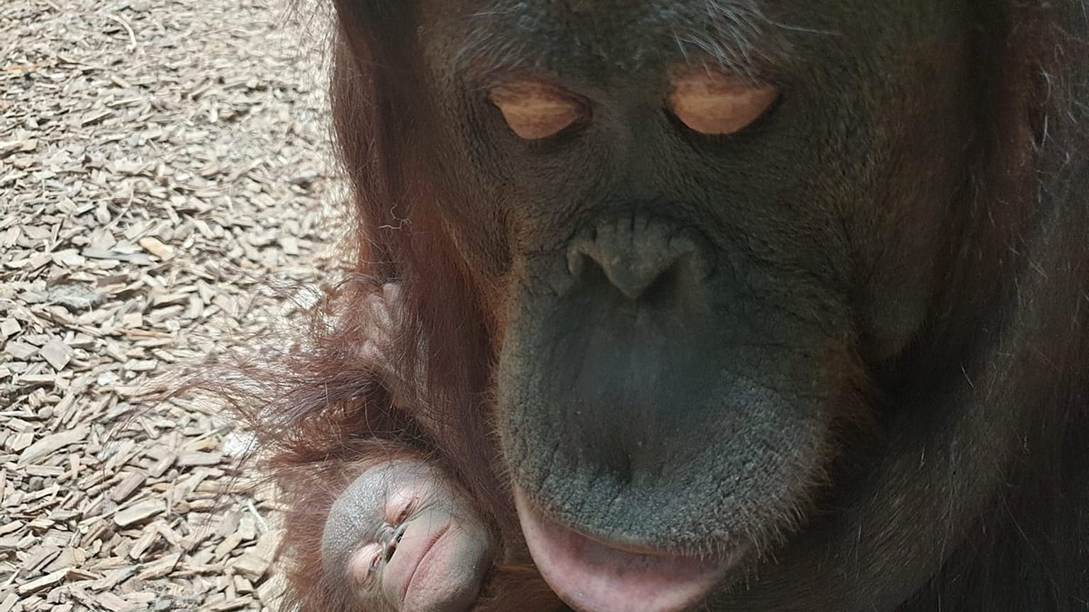 Orang-Utan Mutter mit Baby