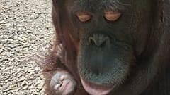 Orang-Utan Mutter mit Baby