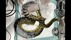 Anaconda tratada com pele de tilápia