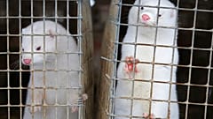 Minks in a cage