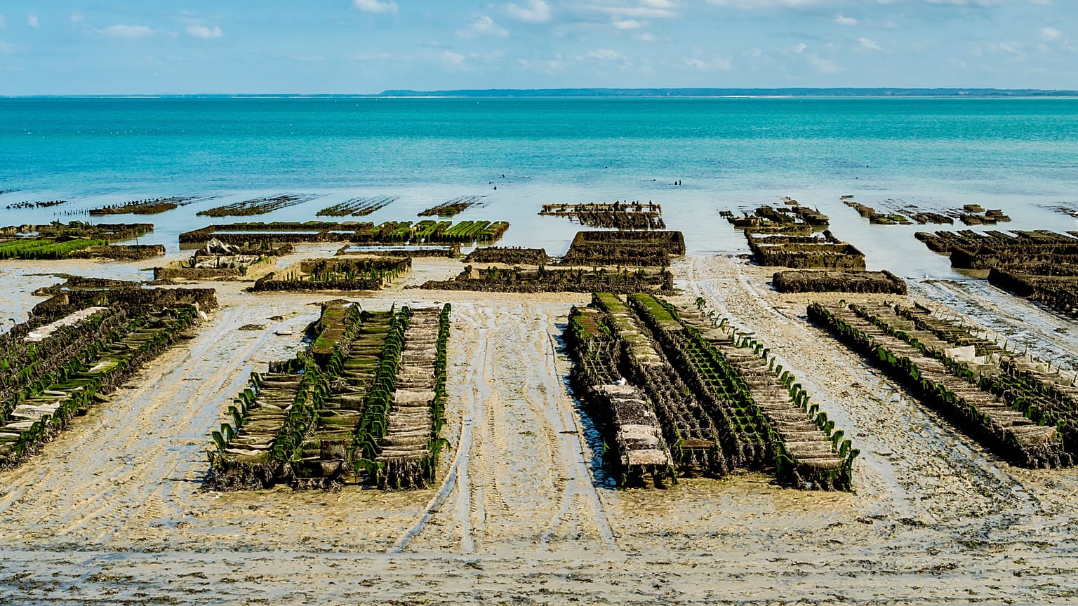 Growing vegetables in seawater could help with fresh water shortages.