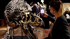 Πουλήθηκε ο «παππούς» του δεινόσαυρου T-REX