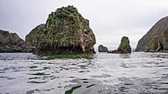 Kamtchatka : l'hécatombe sur les plages et dans les fonds marins