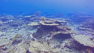 Archives : la disparition des coraux sur la Grande Barrière, en Australie