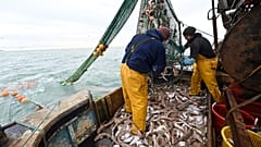 Newhaven fishing boat skipper Neil Whitney (L) and deckhand Nathan Harman (R) sort the fish from the net off the south-east coast of England, October 12, 2020. 