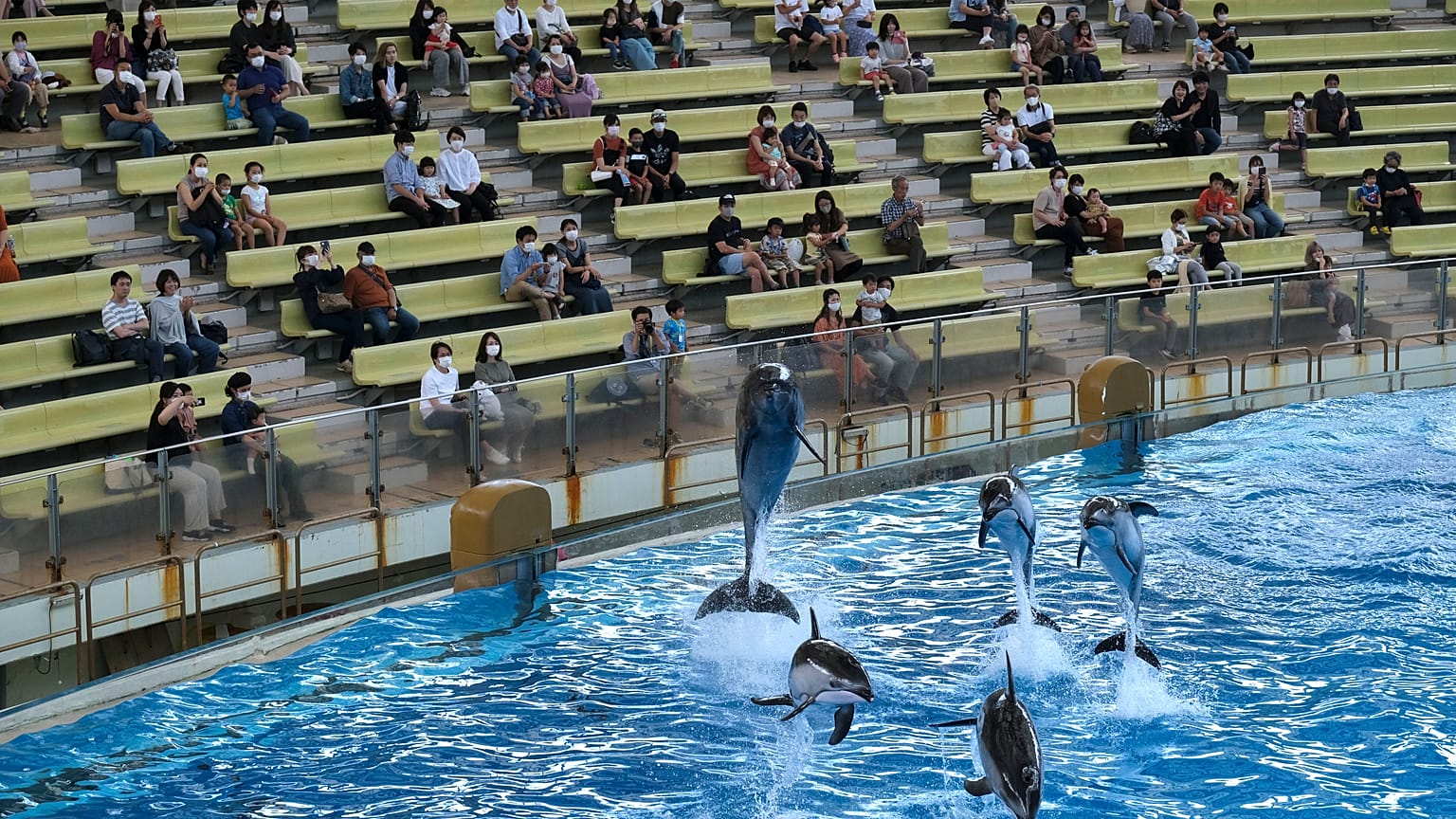 Gösteri parklarında kullanılan yabani deniz canlılarına robot çözümü