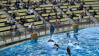 Gösteri parklarında kullanılan yabani deniz canlılarına robot çözümü