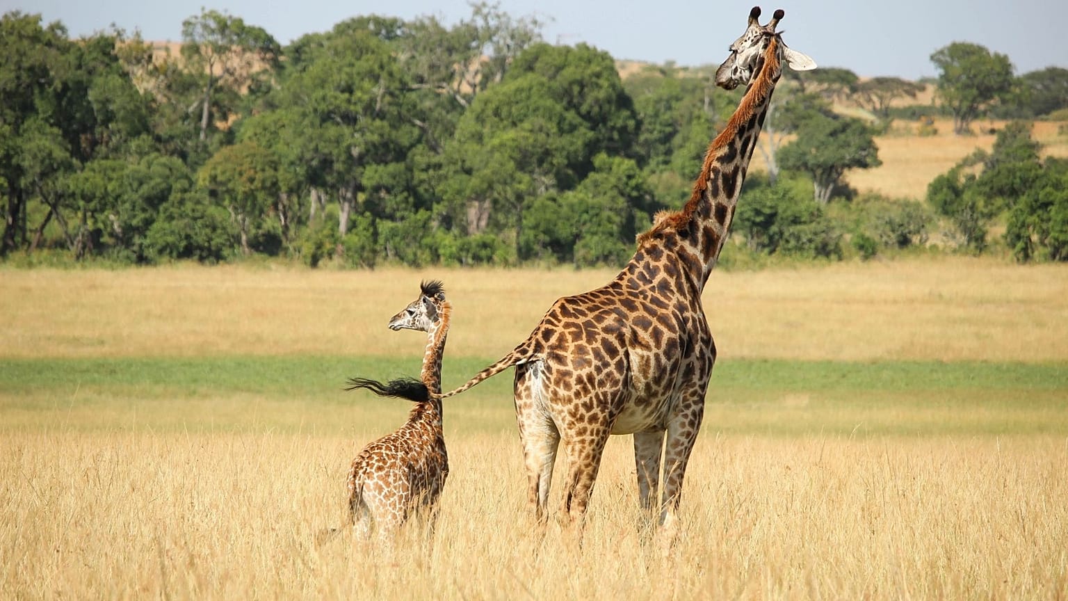 Giraffes numbers have been in rapid decline since the mid 1980s. 
