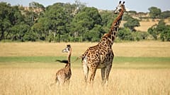 Giraffes numbers have been in rapid decline since the mid 1980s. 